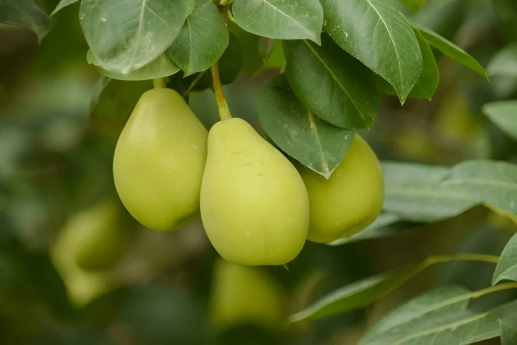 30 High-Fiber Foods for Weight Loss 2 Pears