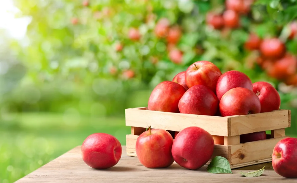 30 High-Fiber Foods for Weight Loss 3 apple