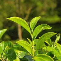 Audifort Reviews 2025 - Shocking Complaints & Real Customer Reports 4 green tea