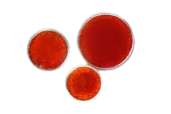 Haematococcus pluvialis 3 removebg preview