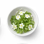 Bacopa Monnieri (Bacopa monnieri)